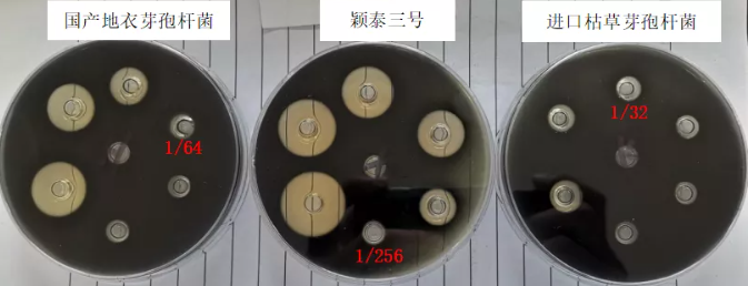 ͼƬ